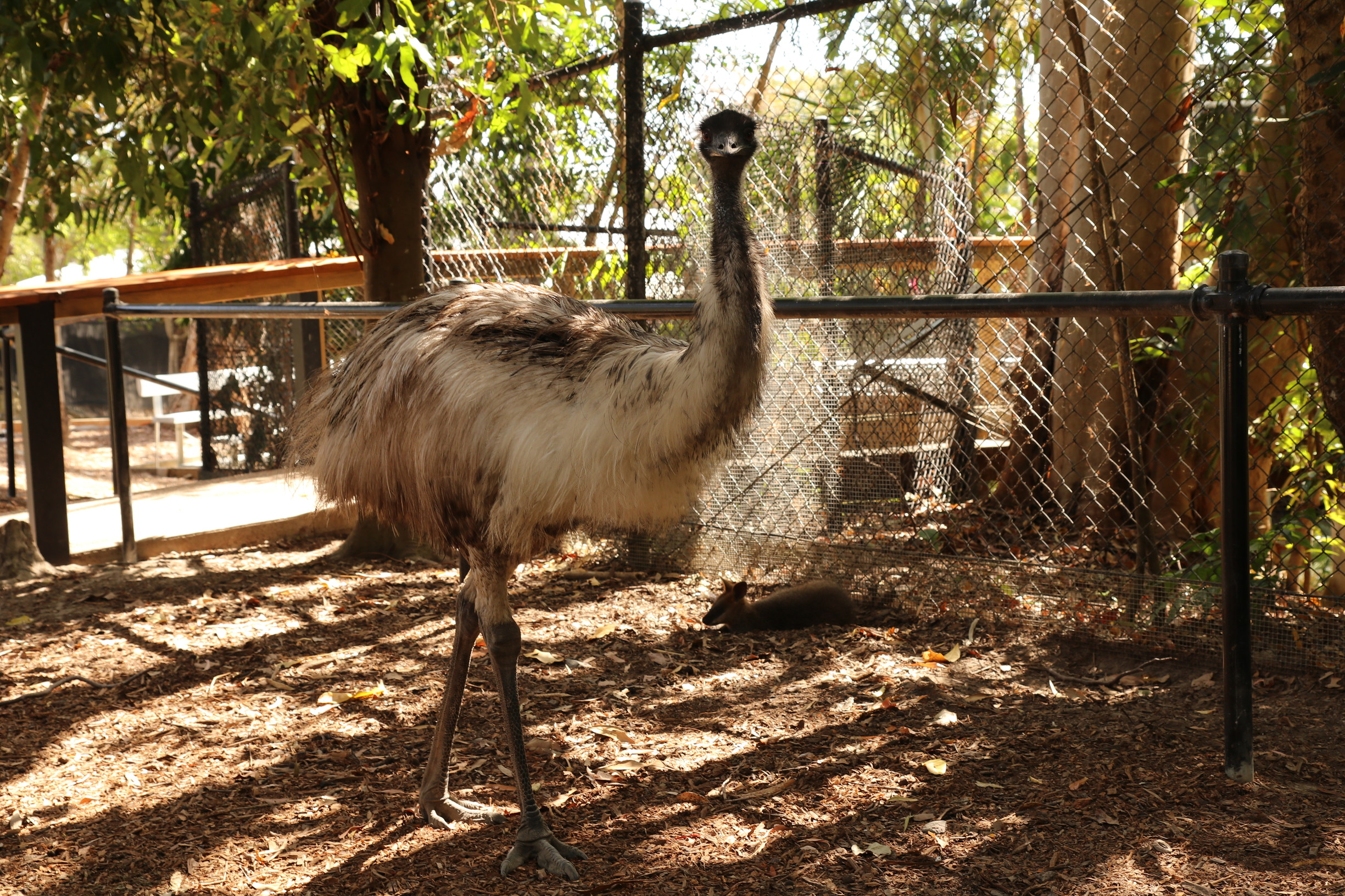 Project Johan Bo - Tropical North QLD - Aussie Tours (BOTG) 054 (1)